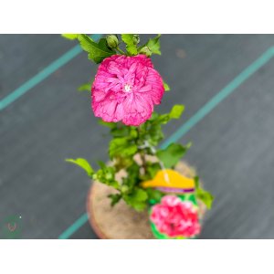 Ibištek sýrsky (Hibiscus syriacus) ´DUC DE BRABANT´ - výška 30-50 cm, kont. C3L